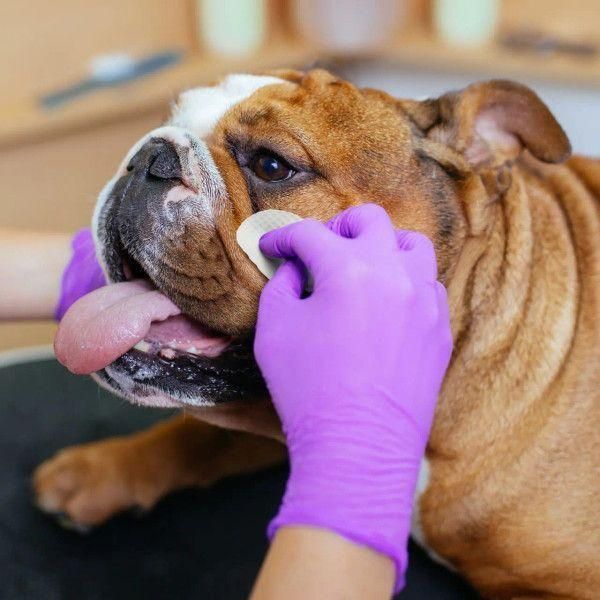 Серветки для гігієни складочок бульдога Eye Envy buldog wipes упаковка 60 шт 2693368891 фото