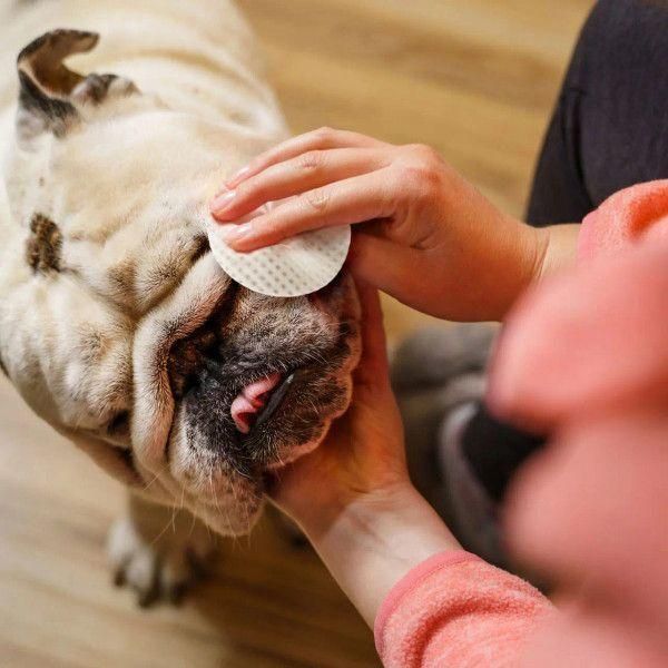 Серветки для гігієни складочок бульдога Eye Envy buldog wipes упаковка 60 шт 2693368891 фото