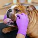 Серветки для гігієни складочок бульдога Eye Envy buldog wipes упаковка 60 шт 2693368891 фото 3